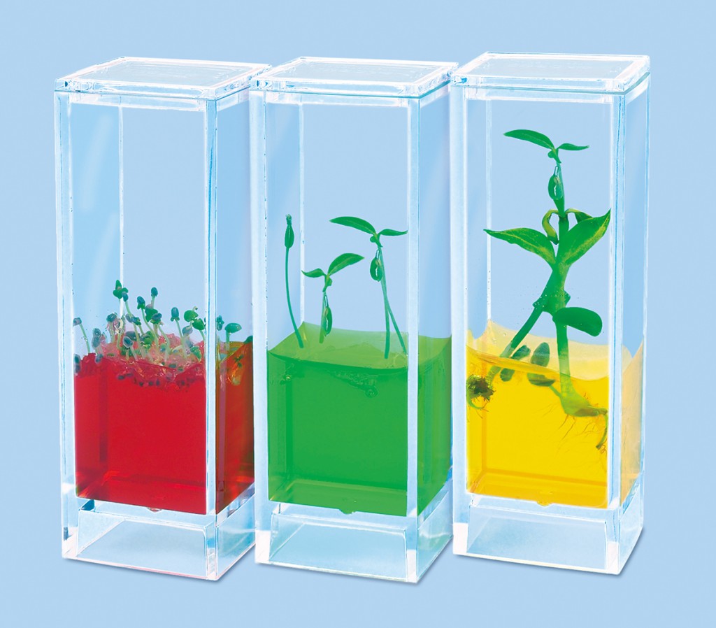 See it grow plant lab - Science
