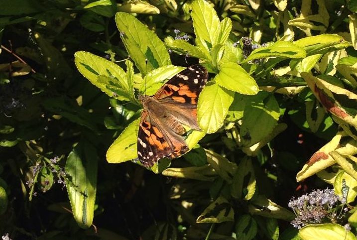 Butterfly Lifecycle