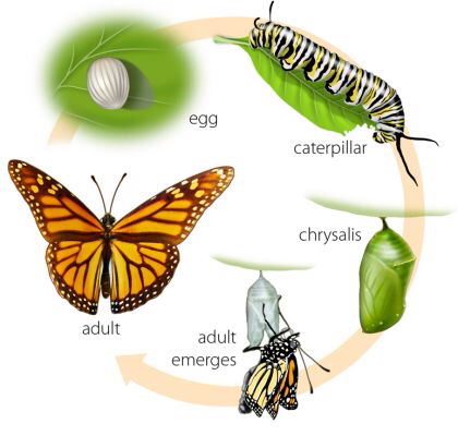 Learn about life-cycles up close – hatching butterflies!