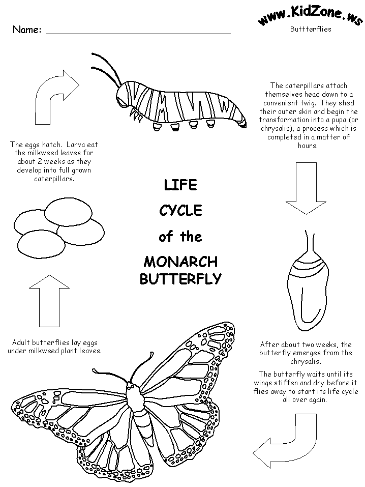 Butterfly lifecycle