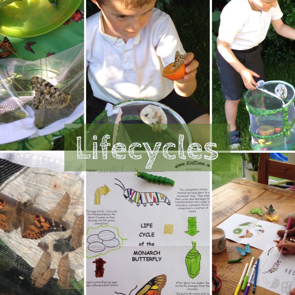 Lifecycles - Butterfly, caterpillar