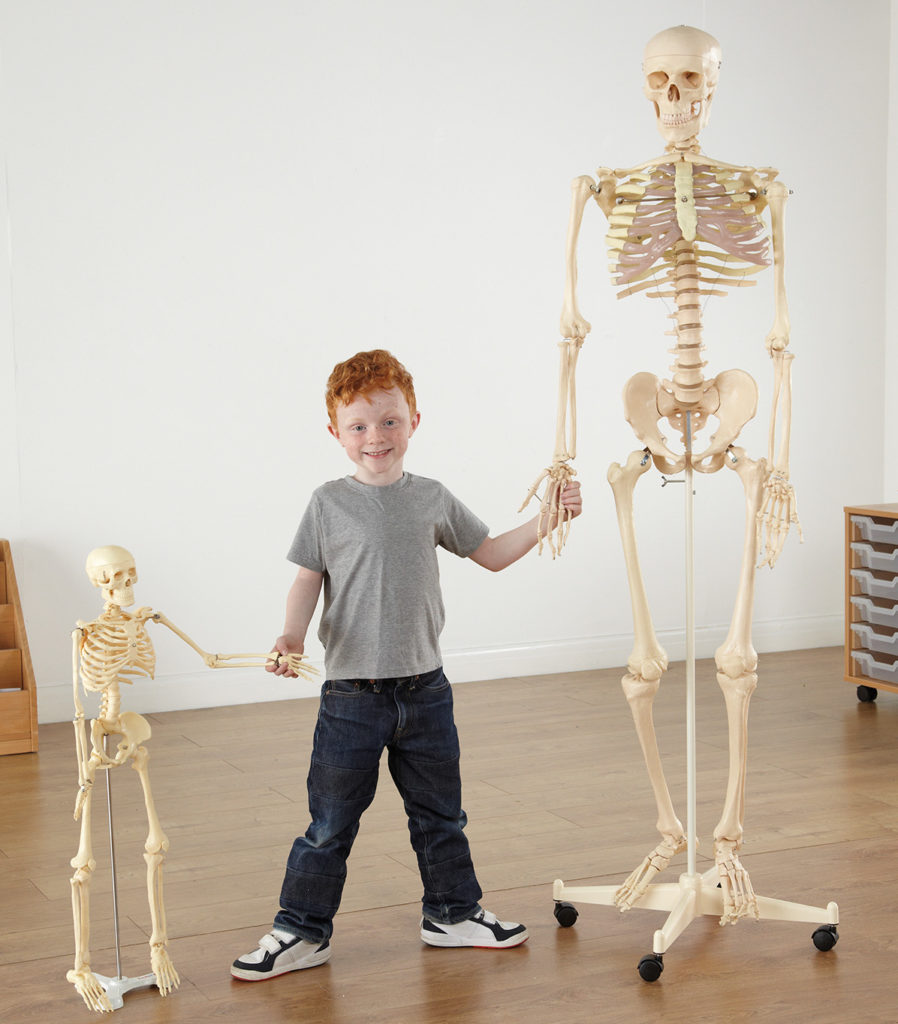 Skeleton science