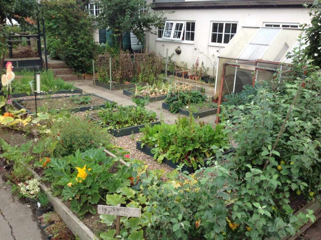 school garden veg