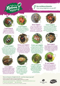 Ladybird identification for kids – Nature Detectives