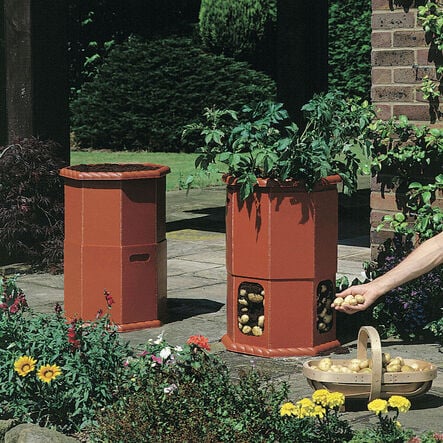 Image shows two potato planters with potatoes growing inside them, in a garden setting. 