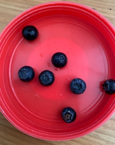 Bowl of 7 Blueberries